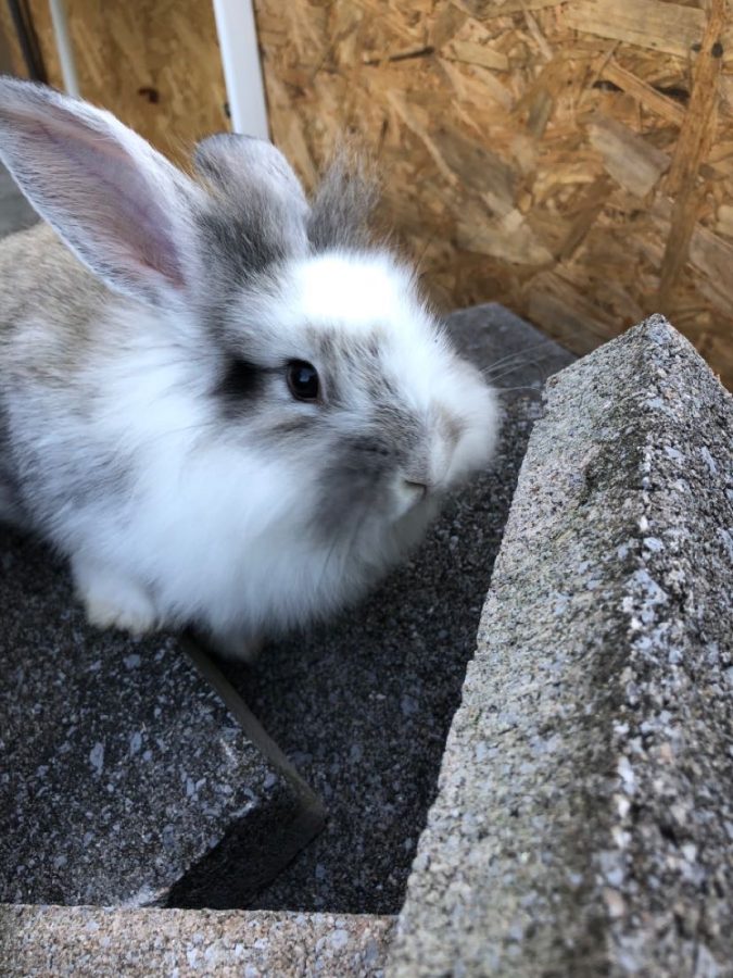**Fluffy Bunny…** *During quarantine, sophomore Ella Haynes adopted Ash the bunny. Ash is currently relaxing at Haynes’ house.*

*Photo by Ella Haynes*
