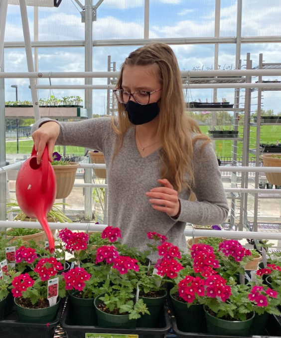 %2AReplenishing+the+environment...Watering+the+flowers%2C+freshman+Emily+Rychlak+works+in+the+greenhouse+built+near+the+Souderton+Area+High+School.+The+flowers+and+plants+were+tended+to+on+Earth+Day+as+they+grew+in+the+sun.+Arrowhead+photo+by+Roman+Craig.%2A%0A