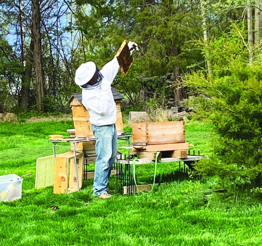 Golden honey…Inspecting frames, assistant principal and beekeeper Matt Haines performs a routine hive management in his backyard. Haines conducts hive management nearly every day after work.