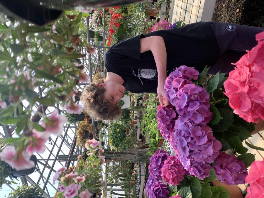 Flower power...Investigating Ott’s vibrant selection of hydranges, junior Sam Kennedy peruses Ott’s Exotic Plants on April 12.