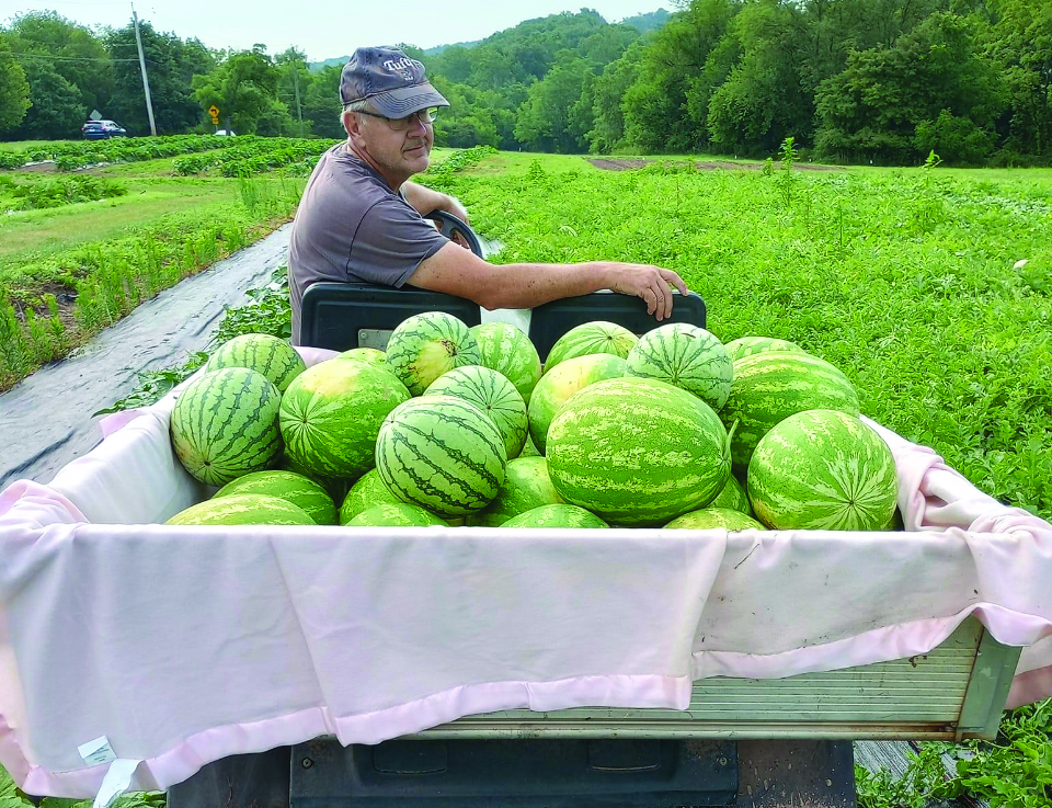 ‘Root’ing for recognition…Gathering watermelons to sell at Freed’s Produce roadside wagon in Harleysville, co-owner Neil Welby restocks the produce stand. Residents can visit Freed’s Produce throughout summer and fall for un‘beet’able farm-fresh, locally-grown produce and floral bouquets.