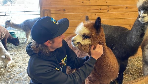 Bonding...Cozying up with ‘Betty Davis Eyes’, senior Jake Godshall interacts with this very special alpaca. Crimson Skye Farm in Schweknsville, Pa. offers customers a chance to learn more about alpacas.  