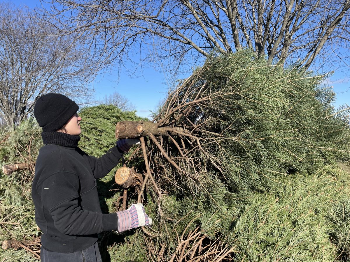 Tree-mendous progress...Collecting Christmas trees, senior Selah Fink adds to the growing pile of trees at SAVE’s annual tree recycling day January 4-5 at Franconia Community Park. 