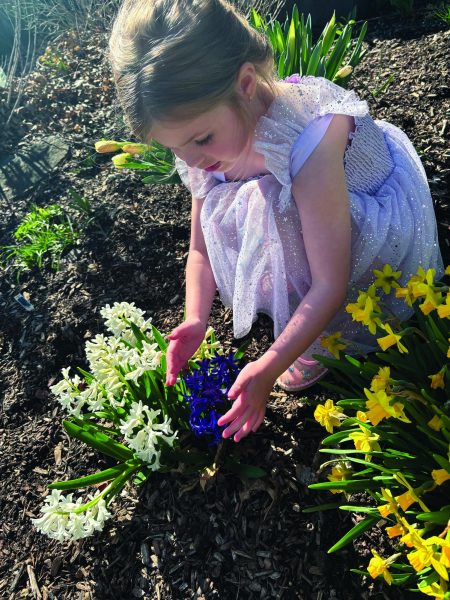 Blooming…Springing into the season, preschooler Vivian Roynan picks flowers at Clean Green Growers farm in Sellersville, Pa. Roynan enjoyed a day full of sun and nature.