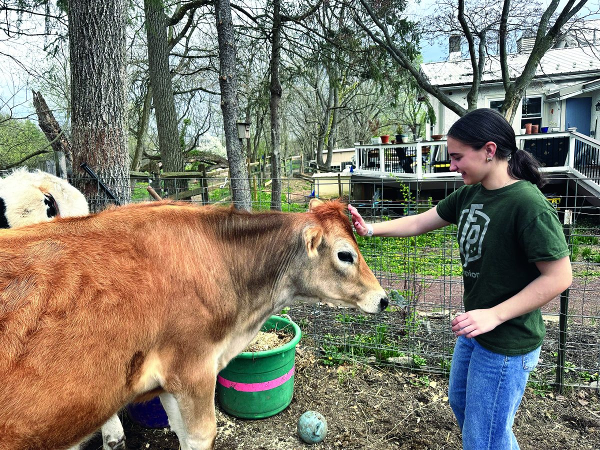 Entranced…Being greeted with mooing, sophomore Cassy Shurtz bonds with a cow during a private animal cuddling session at Rose Bridge Farm in Dresher, Pa. During her 30-minute session, Shurtz cuddled with two cows, Happy and Jared.